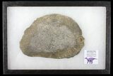 Pyritized, Polished Iguanodon Bone - Isle Of Wight #131212-1